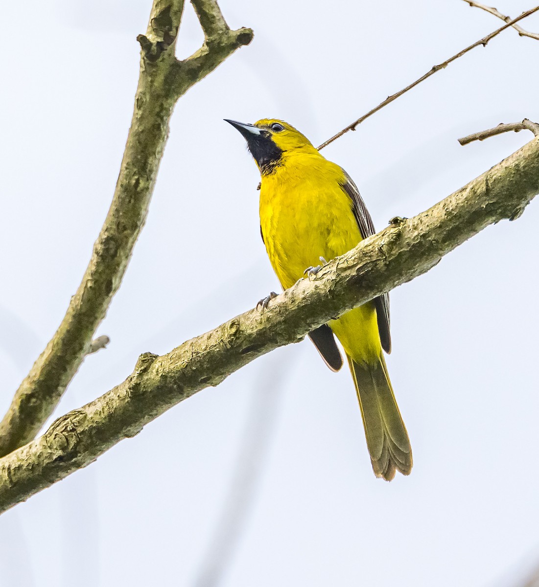 Orchard Oriole - ML620007980