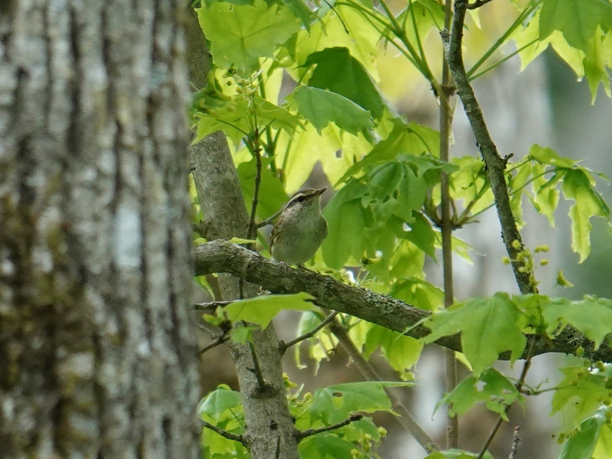 Sakhalin Leaf Warbler - ML620007981