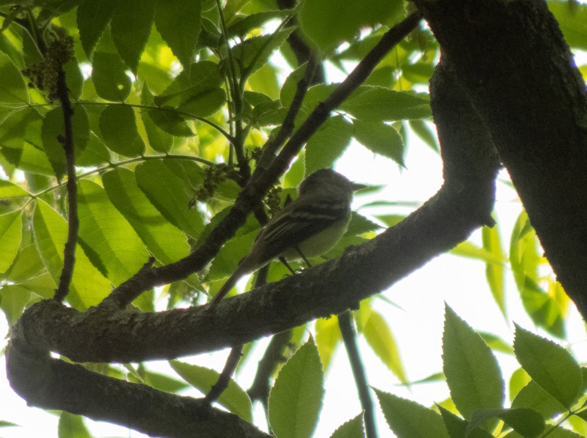 Acadian Flycatcher - ML620007985