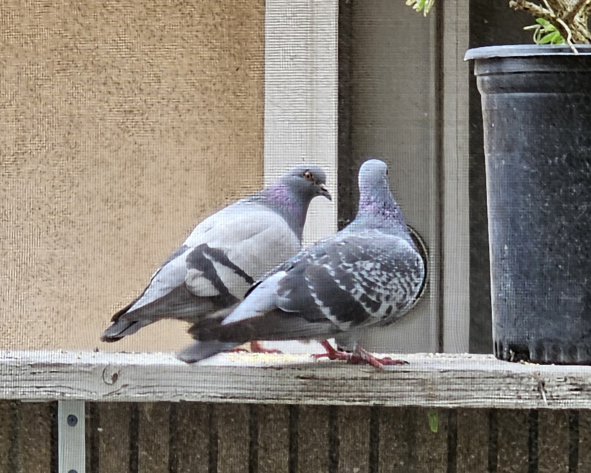 Rock Pigeon (Feral Pigeon) - ML620007995