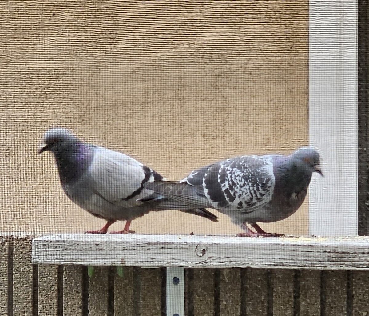 Rock Pigeon (Feral Pigeon) - ML620007997