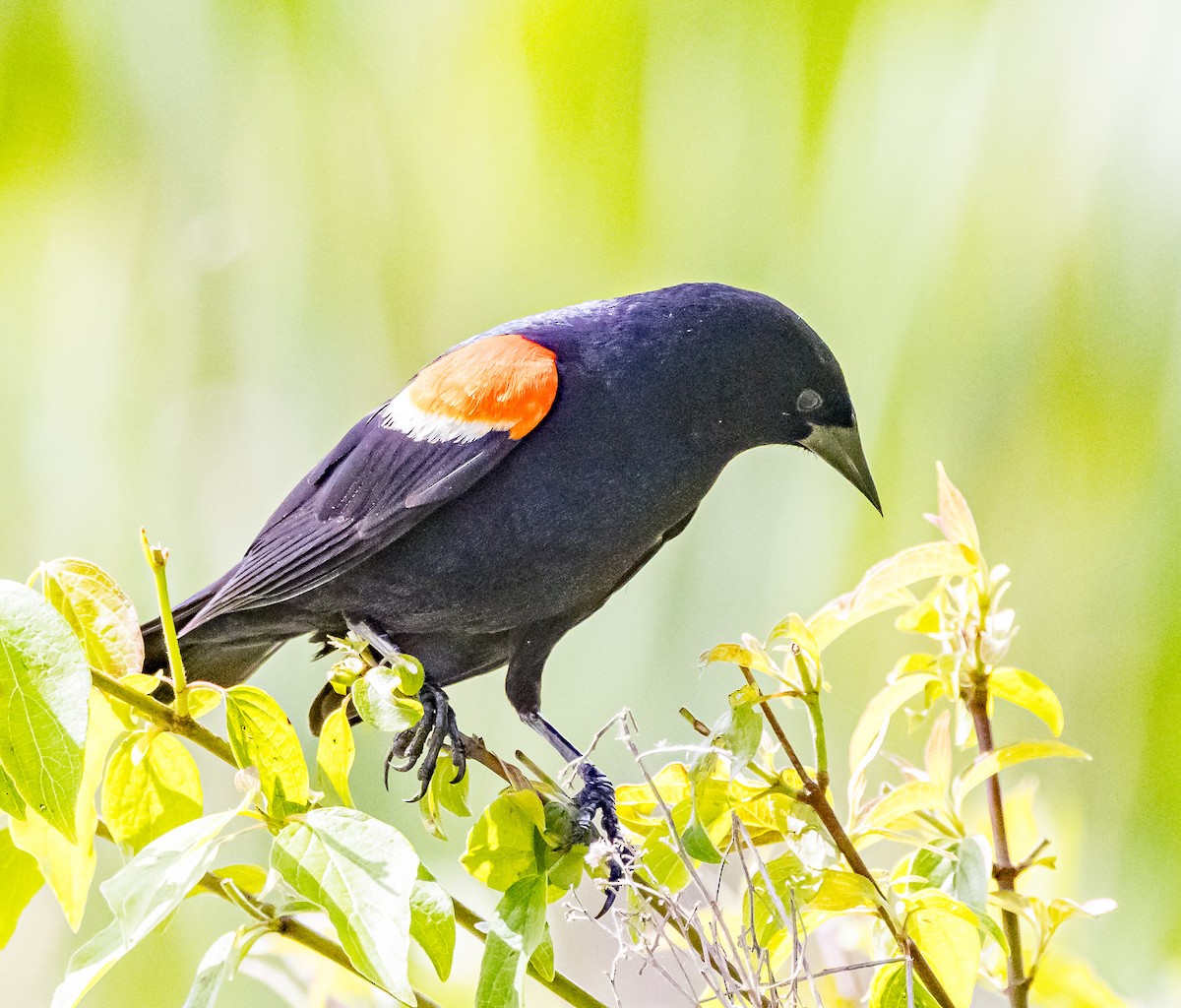 Red-winged Blackbird - ML620008003