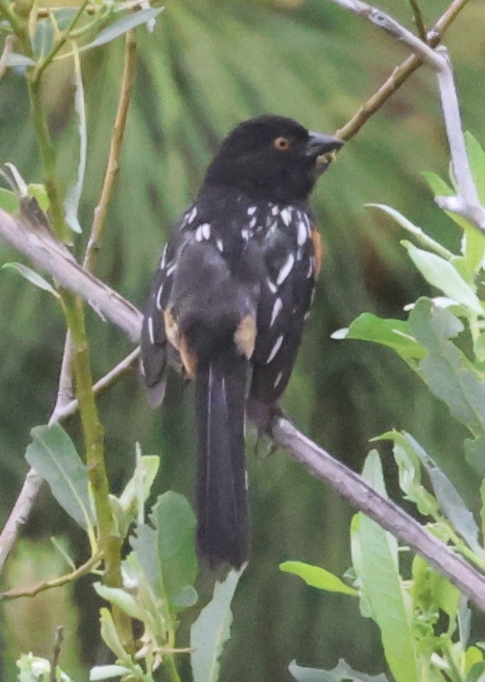 Spotted Towhee - ML620008006