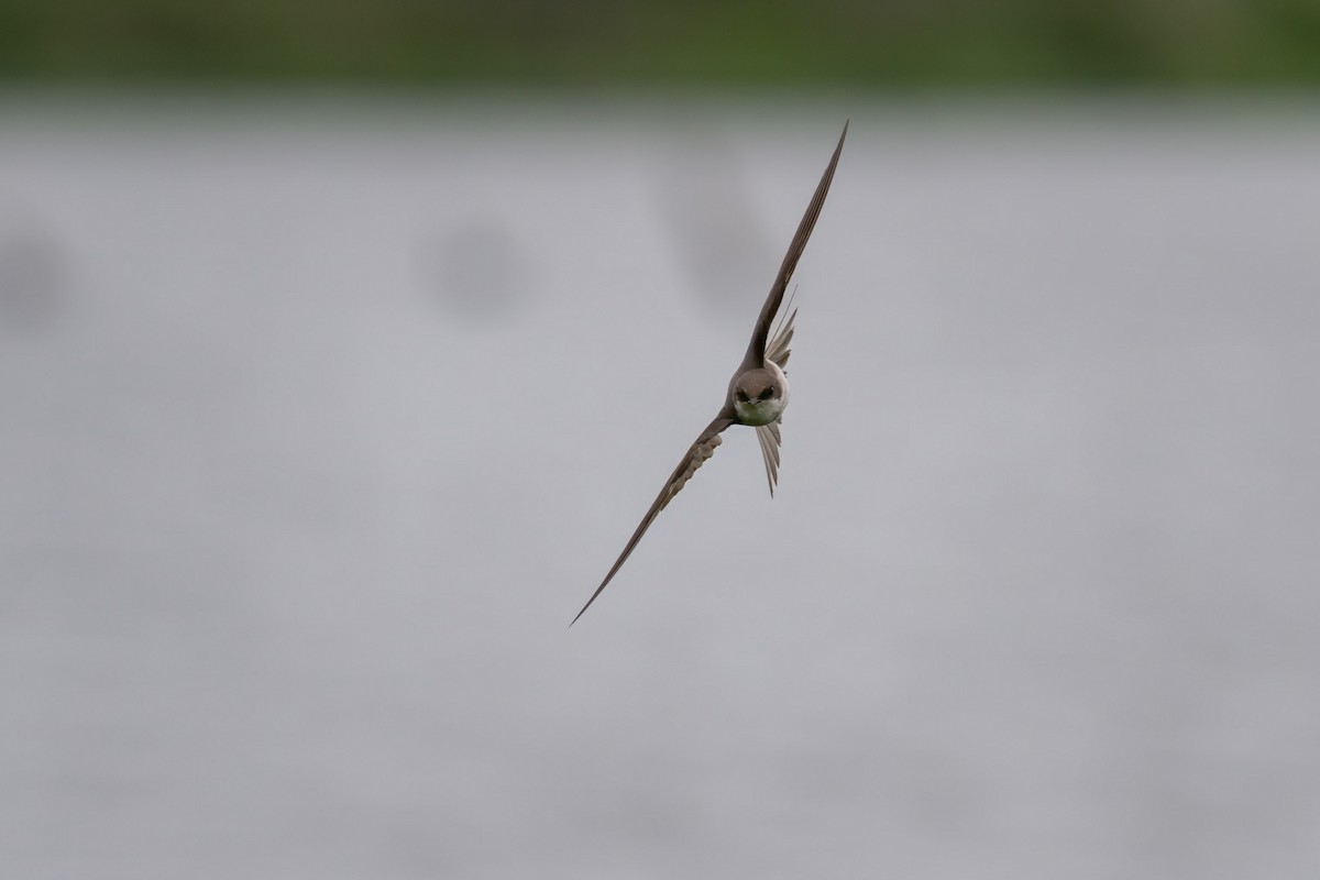 Northern Rough-winged Swallow - ML620008012