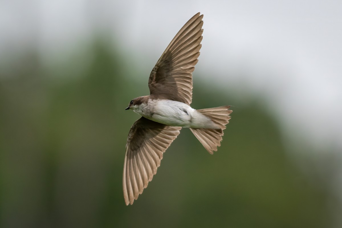 Northern Rough-winged Swallow - ML620008016