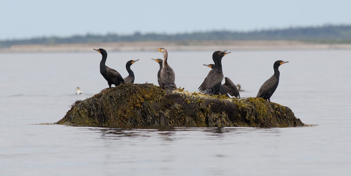 Double-crested Cormorant - ML620008020