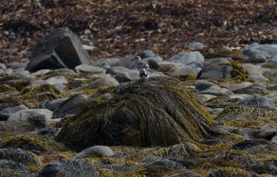 Ruddy Turnstone - ML620008025