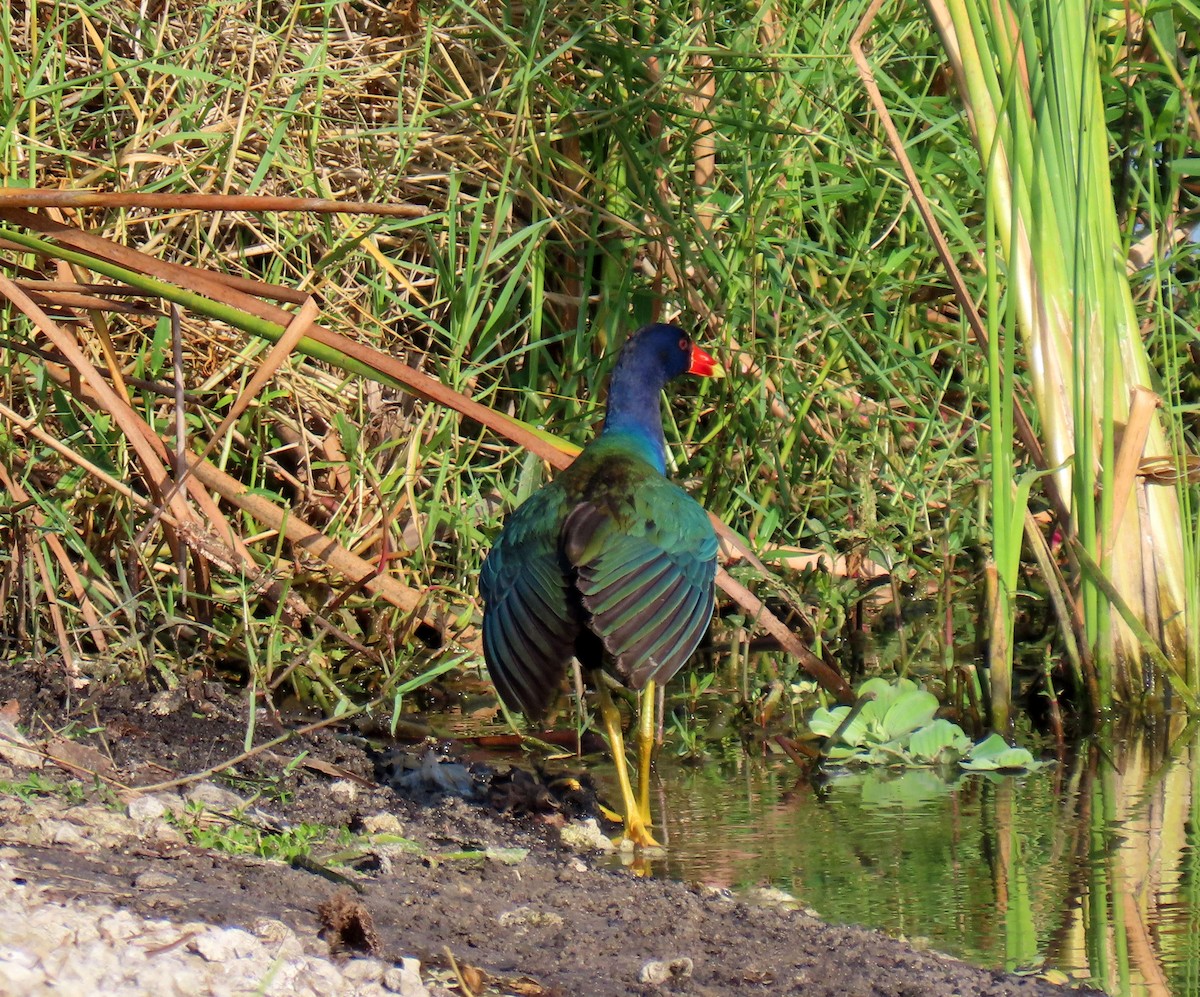 Purple Gallinule - ML620008028