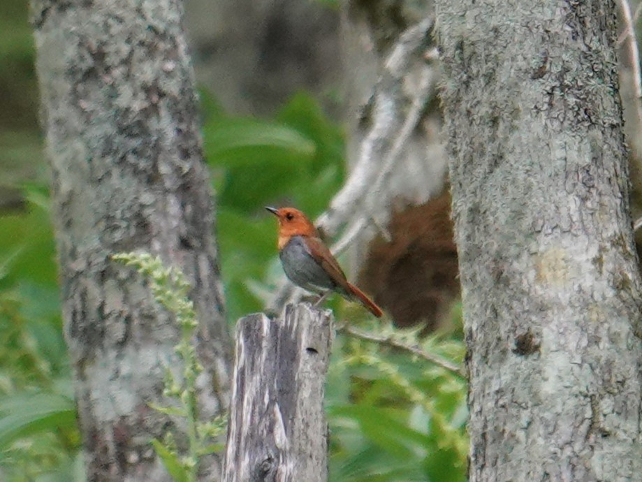 Japanese Robin - ML620008038