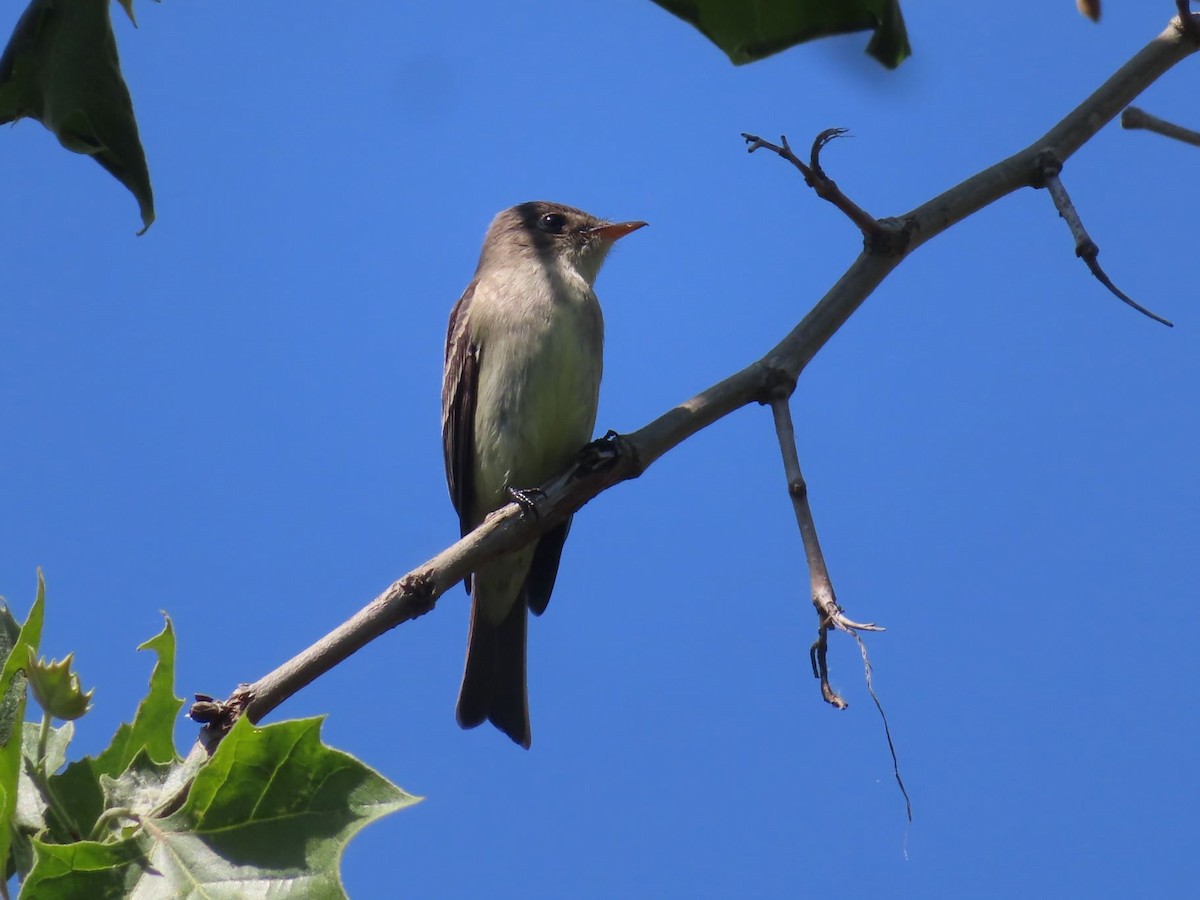 Eastern Wood-Pewee - ML620008041