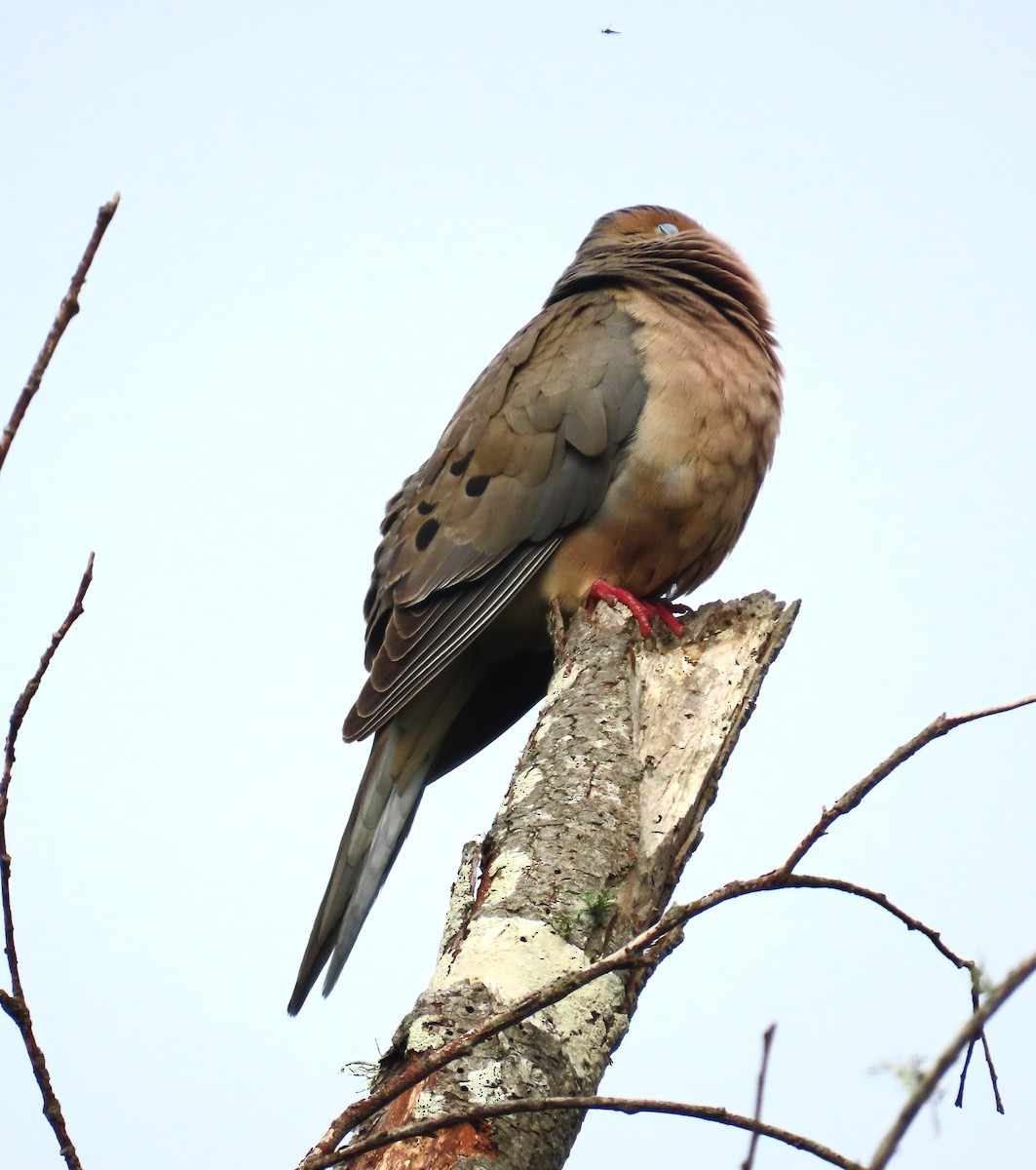 Mourning Dove - ML620008043