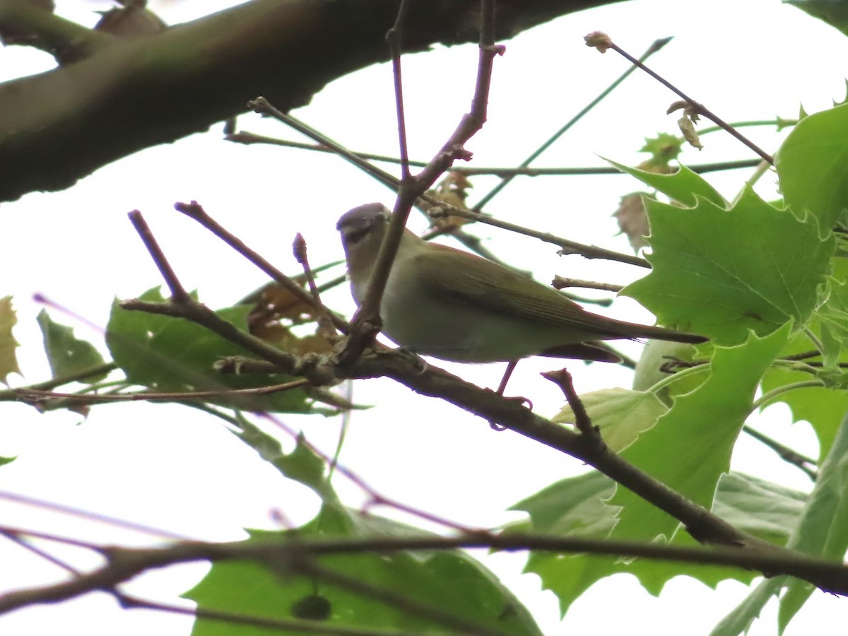 Red-eyed Vireo - ML620008052