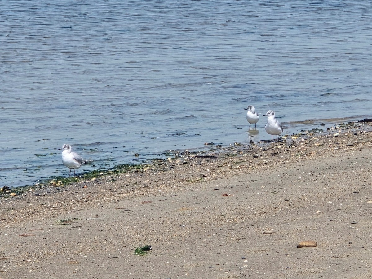 Bonaparte's Gull - ML620008075