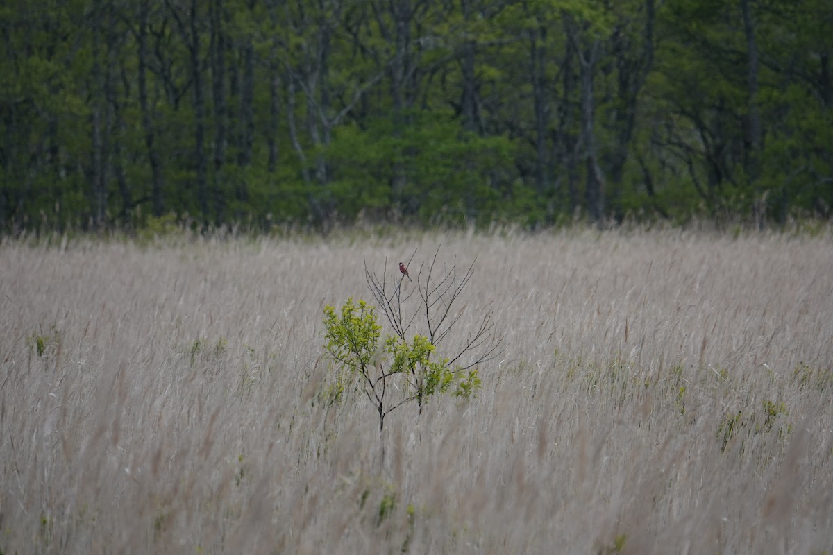 Long-tailed Rosefinch - ML620008085