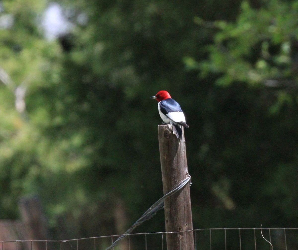 Red-headed Woodpecker - ML620008086