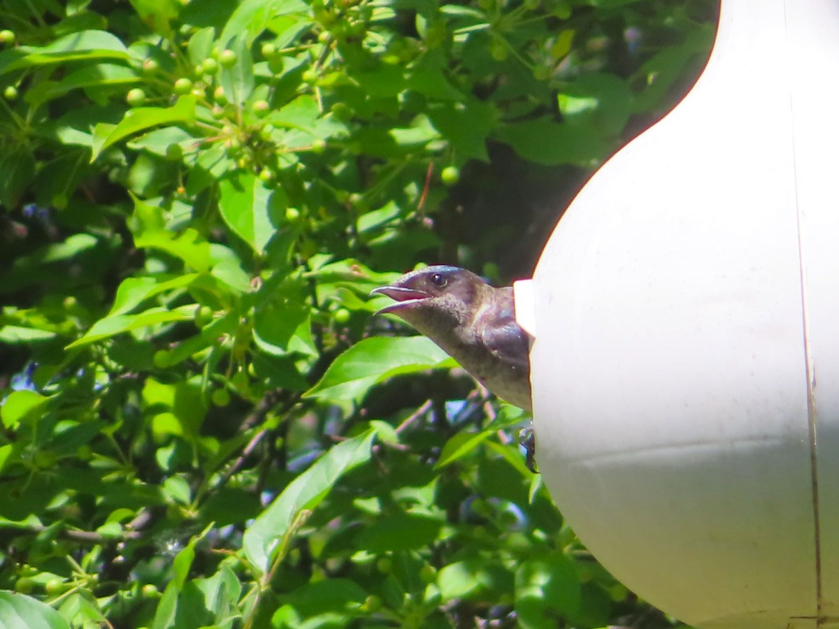 Purple Martin - ML620008088