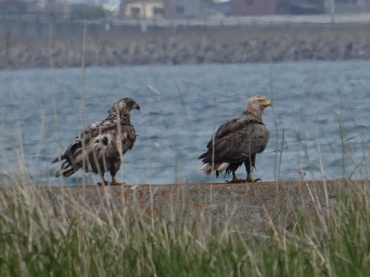 White-tailed Eagle - ML620008090