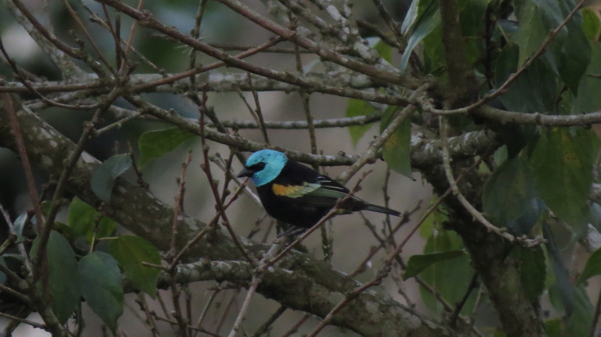 Blue-necked Tanager - ML620008095