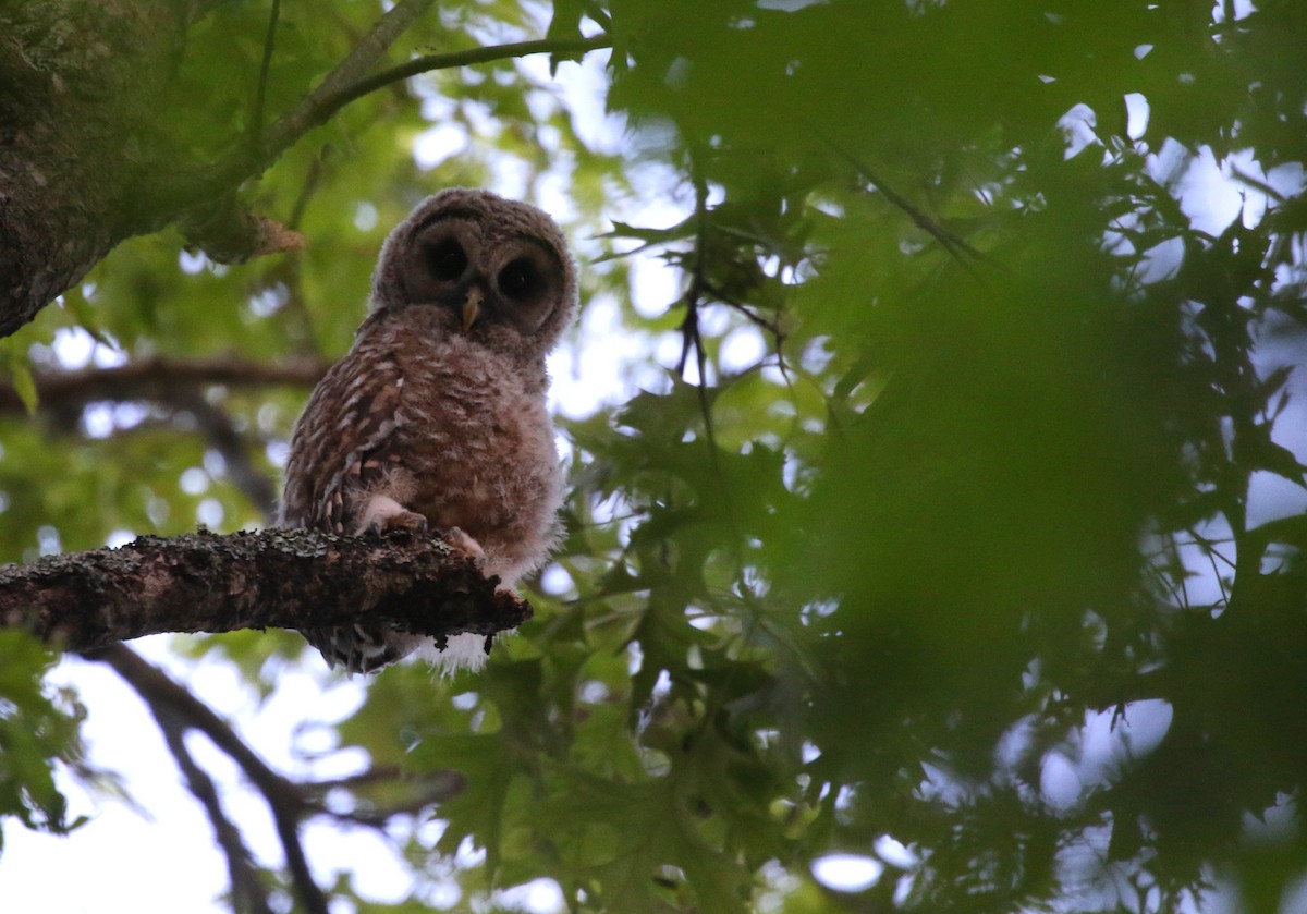 Barred Owl - ML620008096