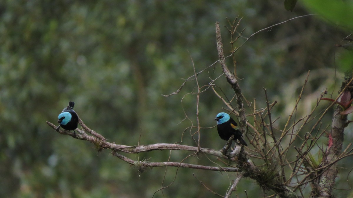 Blue-necked Tanager - ML620008097
