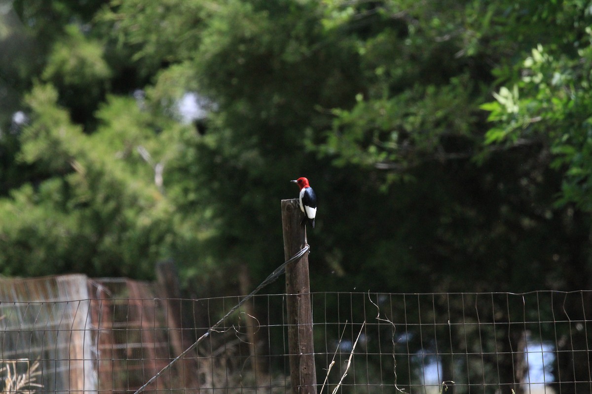 Red-headed Woodpecker - ML620008098