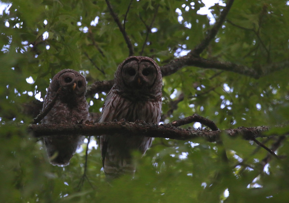 Barred Owl - ML620008100