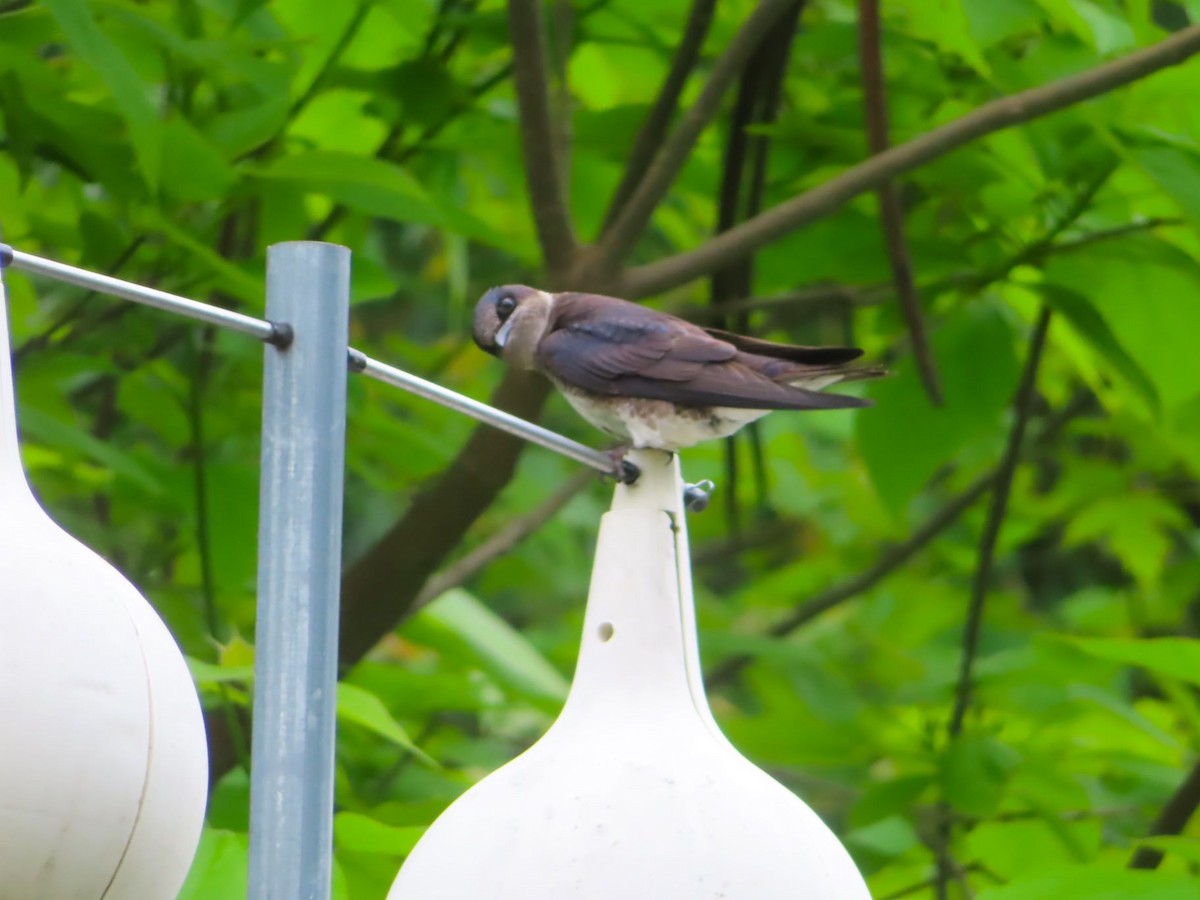 Purple Martin - ML620008105