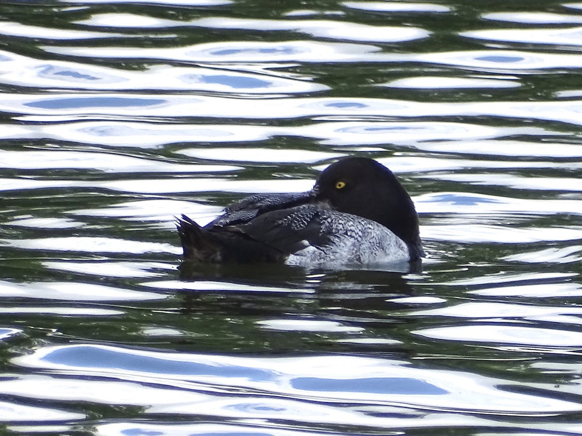 Greater Scaup - ML620008106