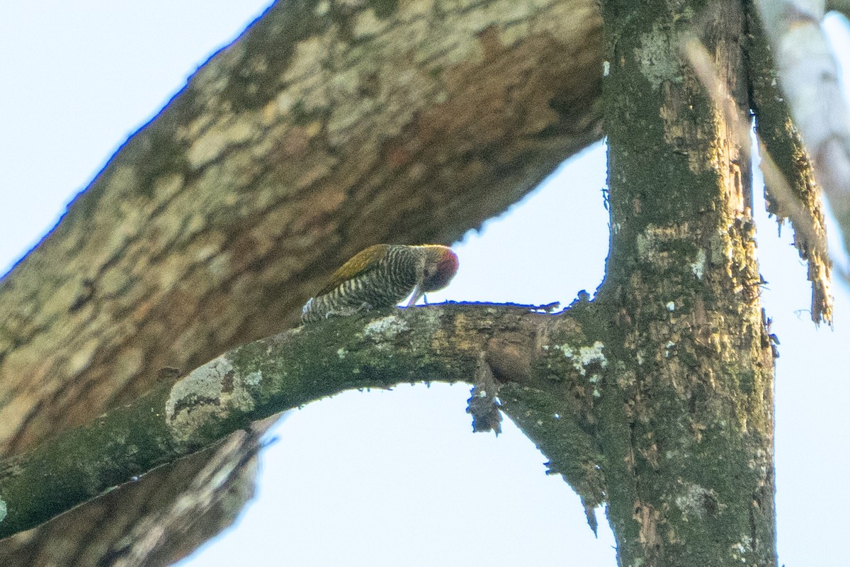 Golden-collared Woodpecker - ML620008114