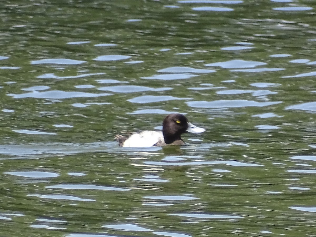 Greater Scaup - ML620008118