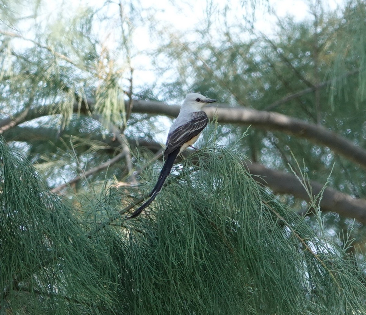 Scissor-tailed Flycatcher - ML620008125