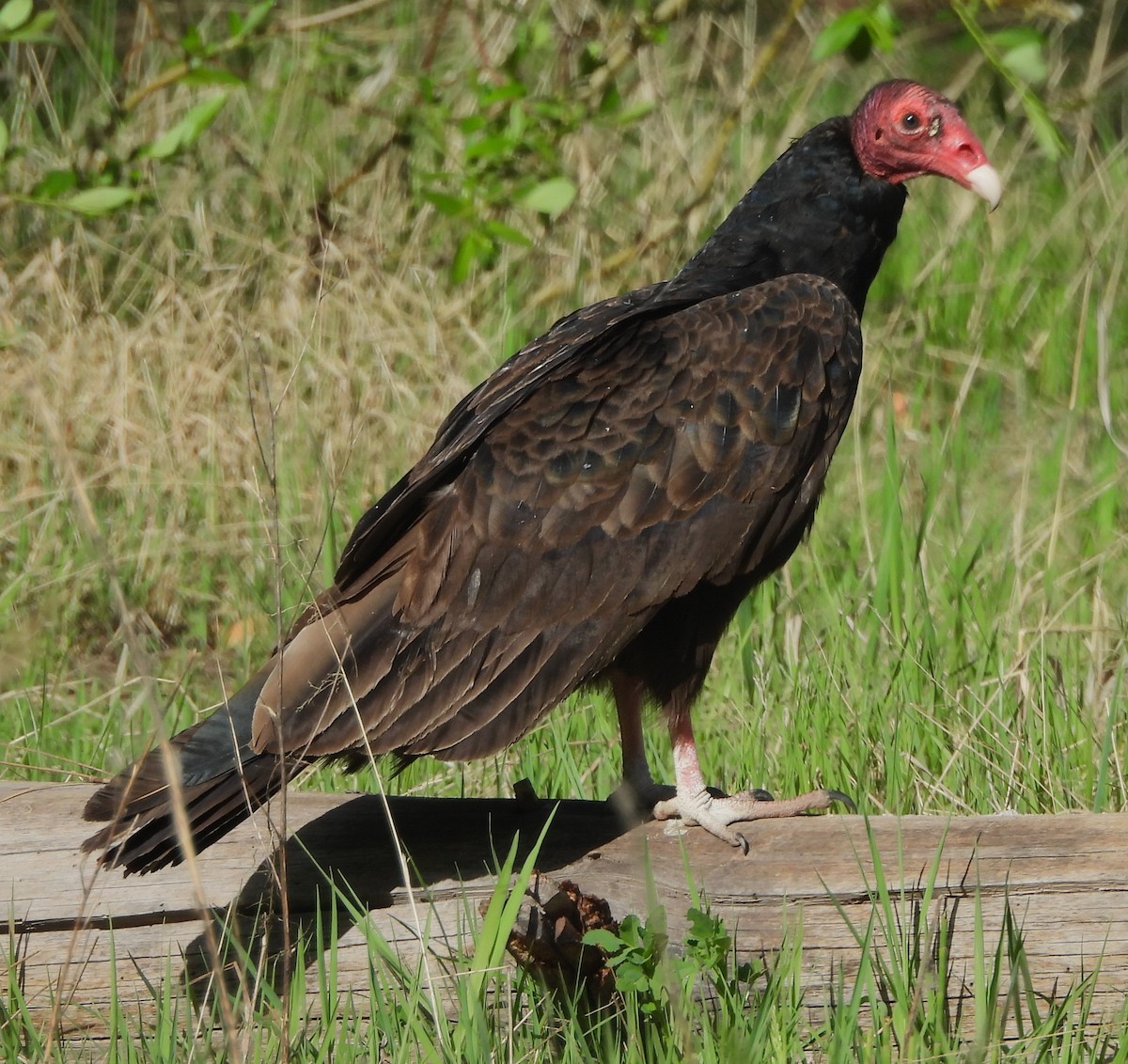 Urubu à tête rouge - ML620008134