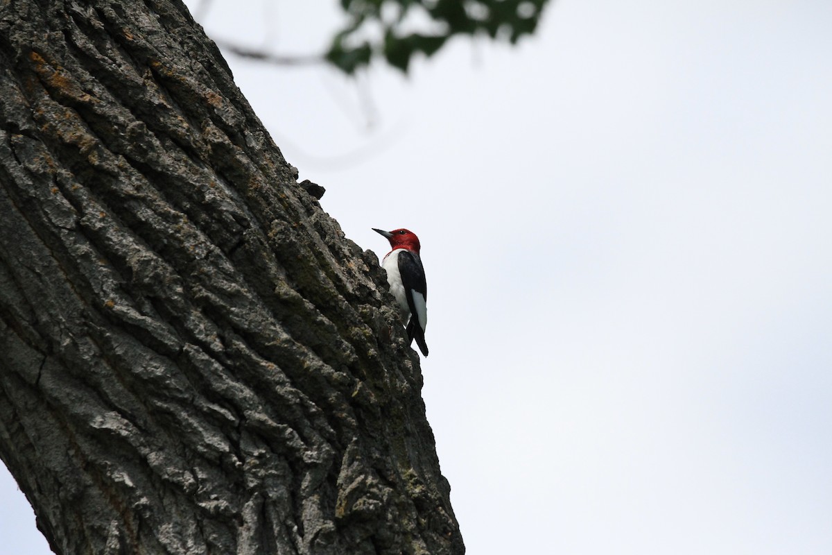 Red-headed Woodpecker - ML620008136