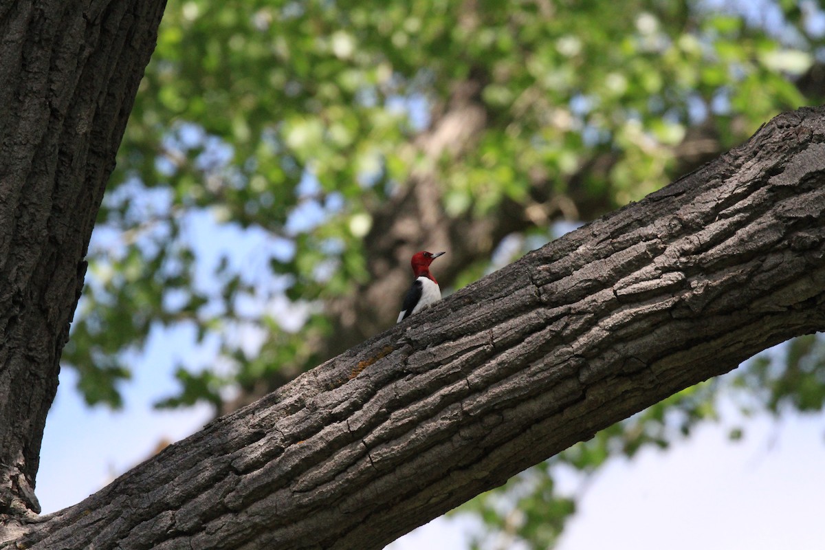 Red-headed Woodpecker - ML620008137