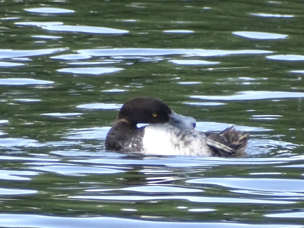 Greater Scaup - ML620008139