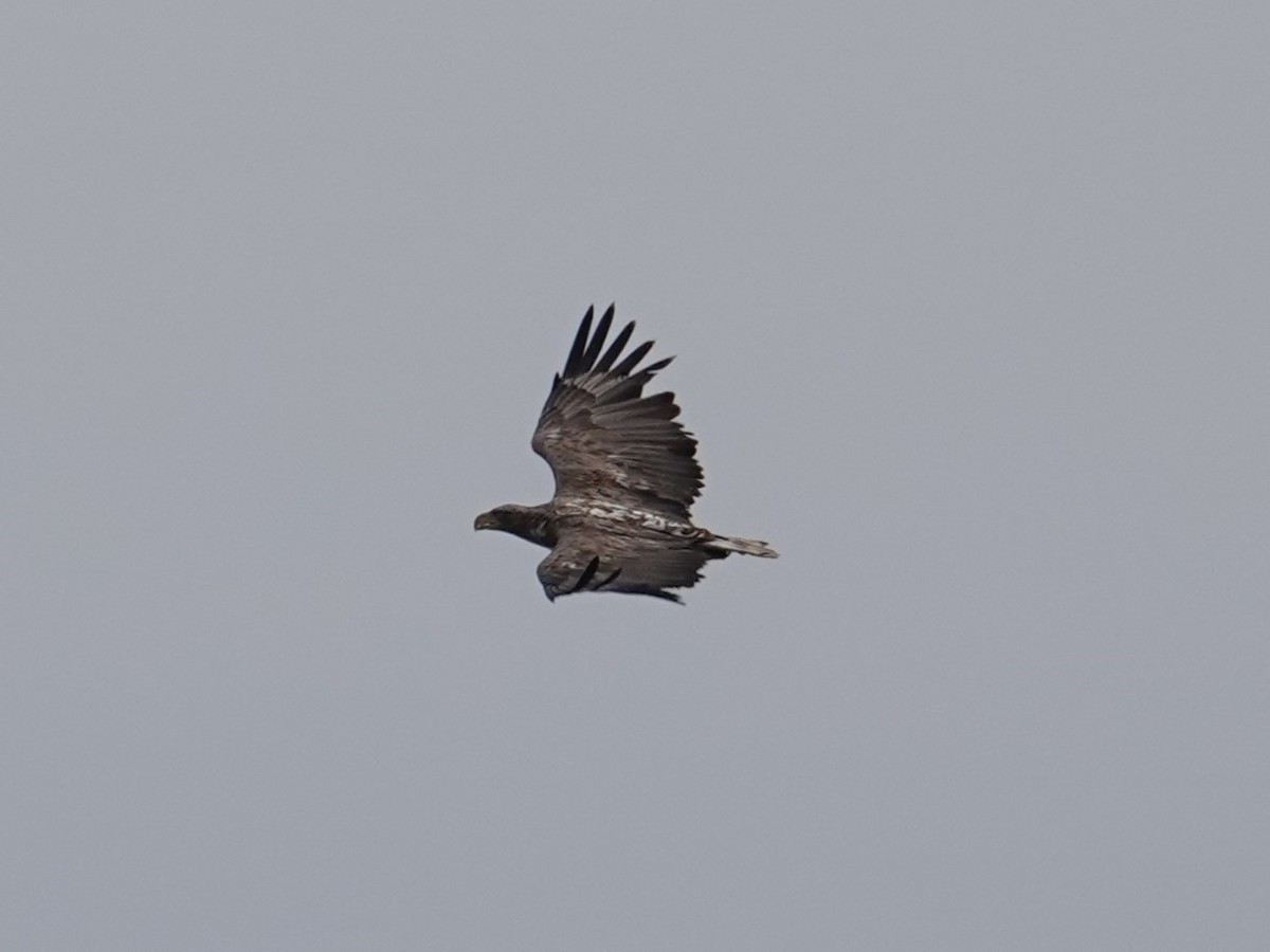 White-tailed Eagle - ML620008140