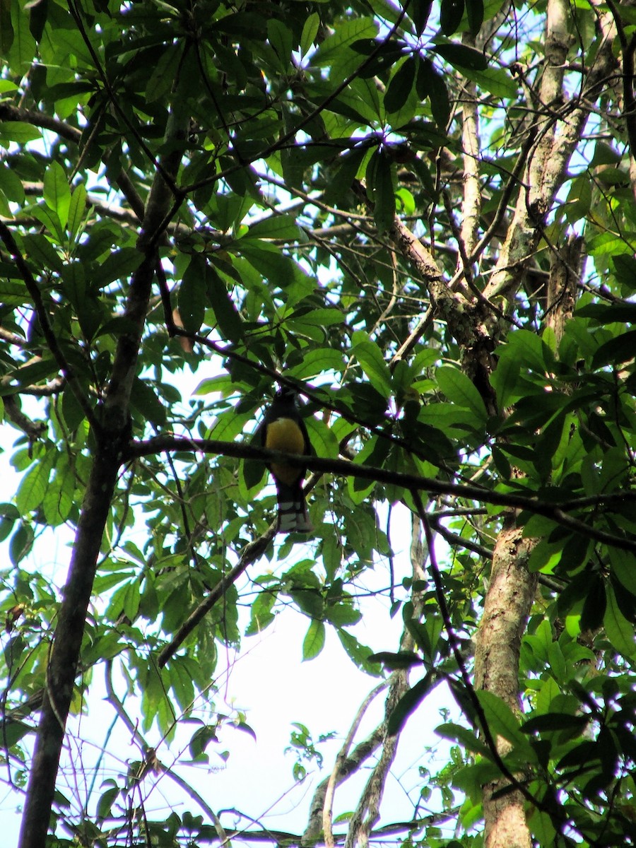 Black-headed Trogon - ML620008146