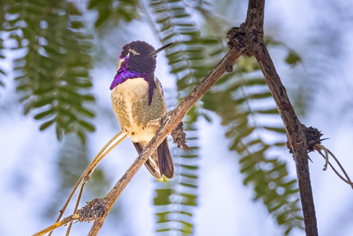 Costa's Hummingbird - ML620008147