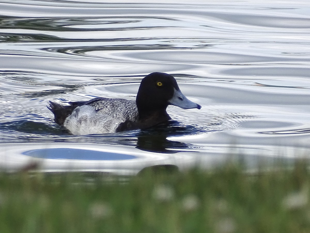 Greater Scaup - ML620008152