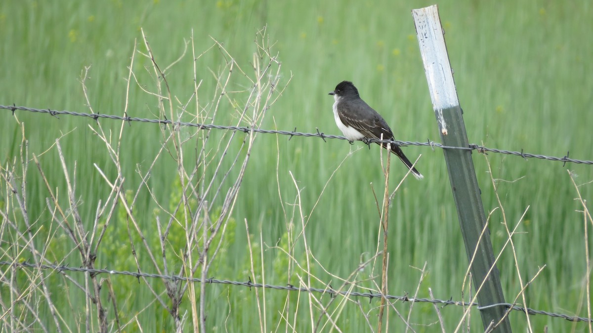 Eastern Kingbird - Greg Hyde