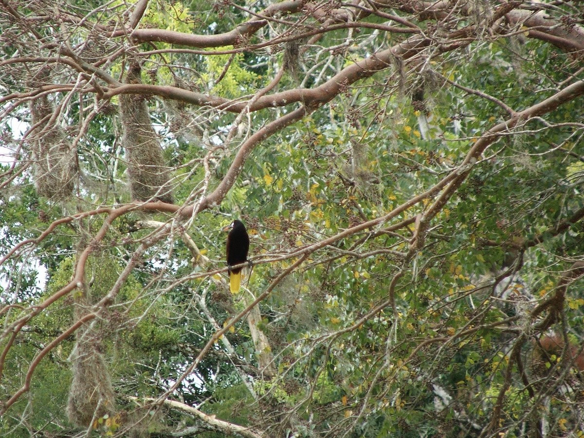 Montezuma Oropendola - ML620008156