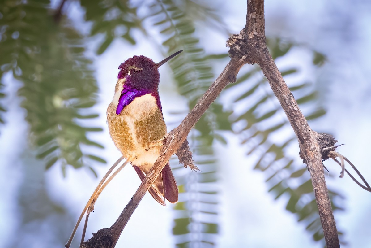 Costa's Hummingbird - ML620008158