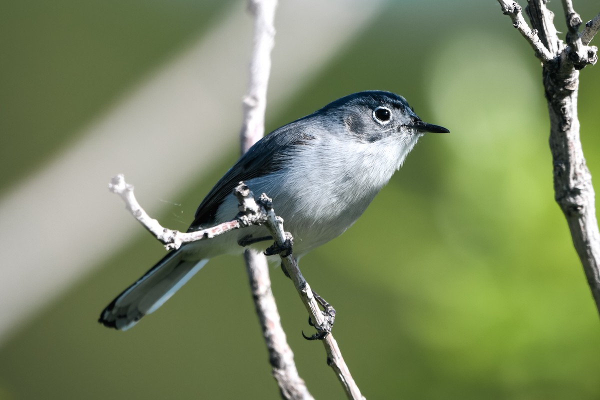 Blue-gray Gnatcatcher - ML620008159