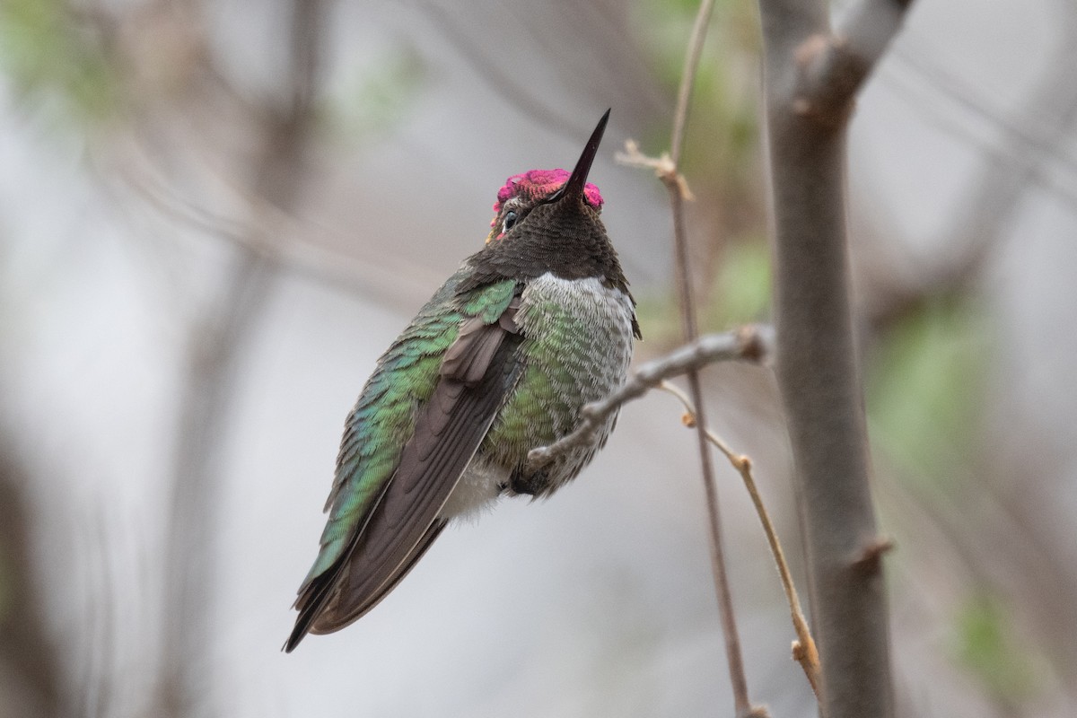 Anna's Hummingbird - ML620008161