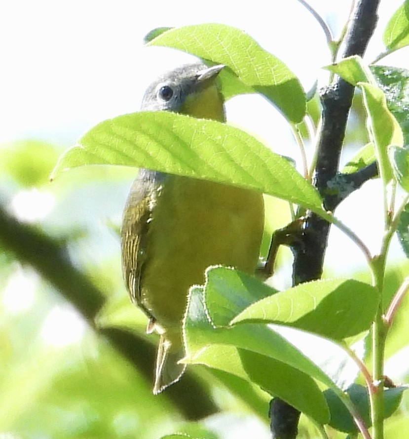 Rubinfleck-Waldsänger - ML620008165