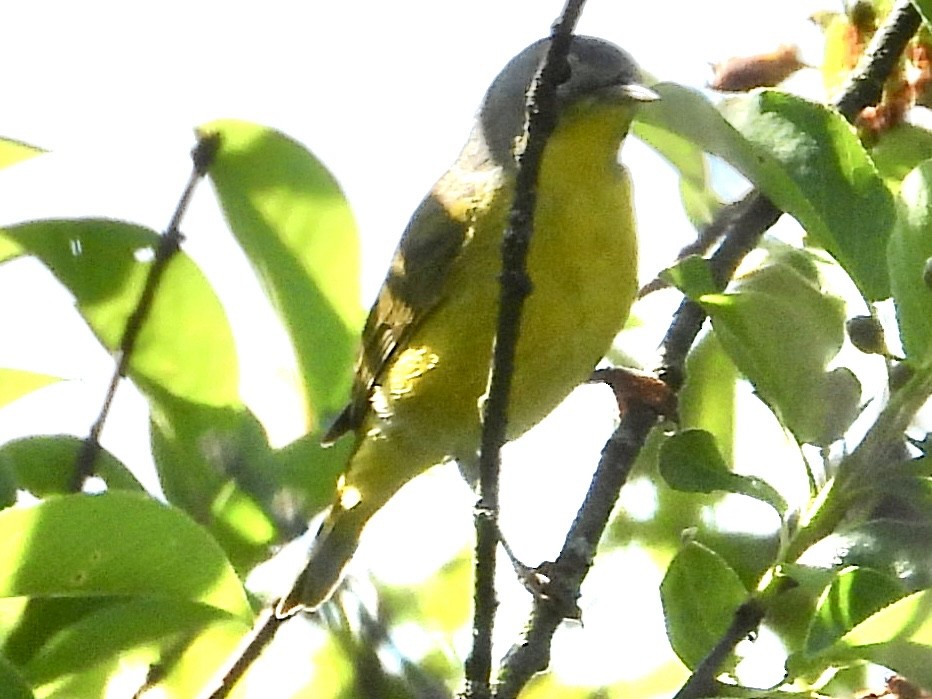 Nashville Warbler - ML620008167