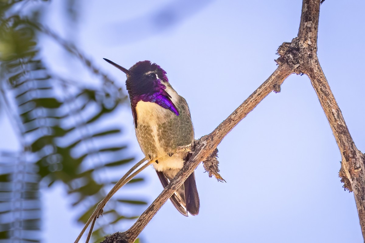 Costa's Hummingbird - ML620008168