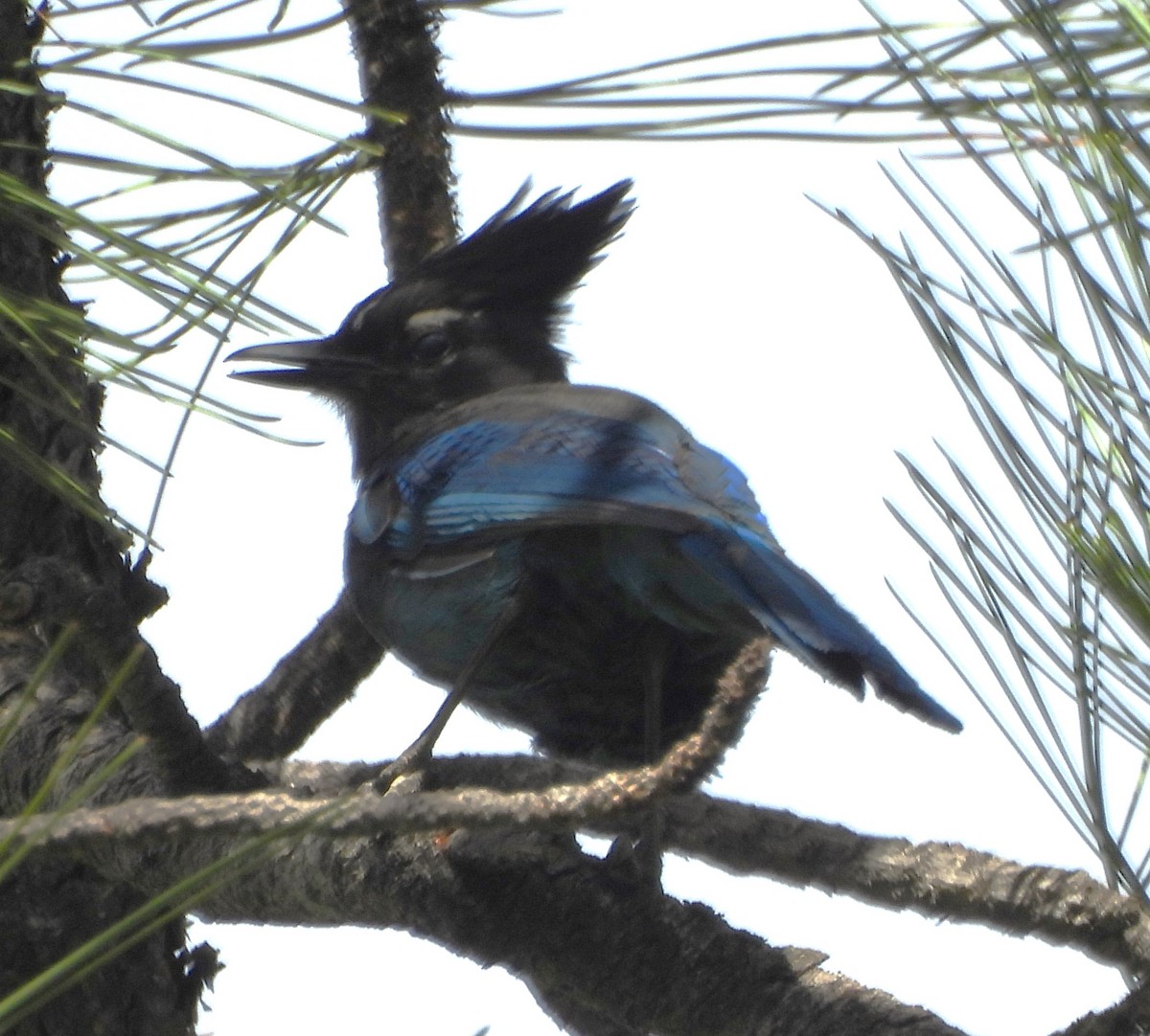 Steller's Jay - ML620008169