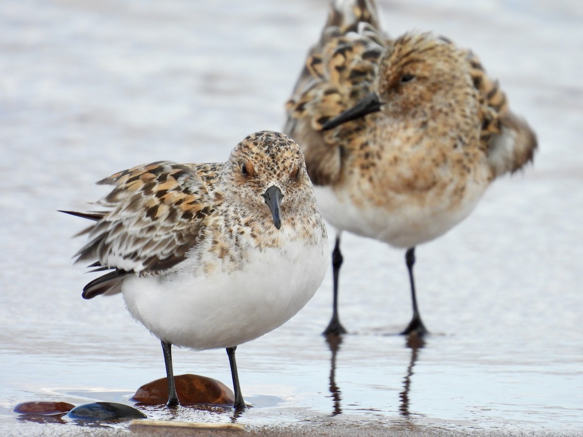 Bécasseau sanderling - ML620008170