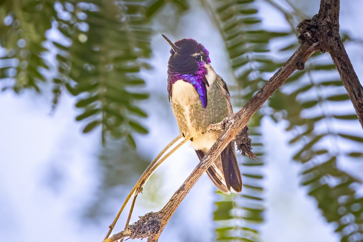 Costa's Hummingbird - ML620008173